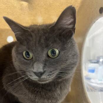 Domestic Short Hair Cats Available for Adoption in Reno, Nevada - Luna | PetCurious