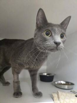 Muffin -  Domestic Short Hair Cat for Adoption in Savannah, Georgia - Muffin | PetCurious