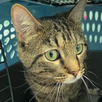 Oliver -  Domestic Short Hair Cat for Adoption in Lakewood, Colorado - Oliver | PetCurious