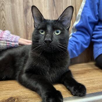 Rescue Domestic Short Hair Cats for Adoption in Evanston, Illinois - River | PetCurious