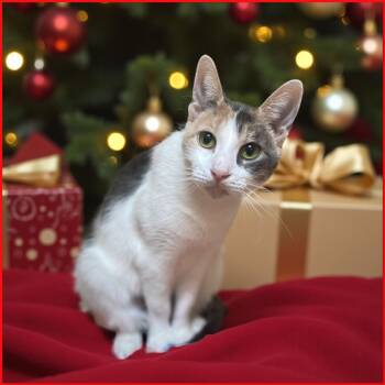 Rescue Domestic Short Hair Cats for Adoption in Elyria, Ohio - Kiki | PetCurious