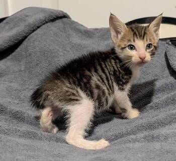 John 7.25.26 -  Domestic Short Hair Cat for Adoption in Apopka, Florida - John 7.25.26 | PetCurious