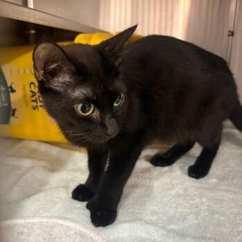 Boo -  Domestic Short Hair Cat for Adoption in Manhattan, Kansas - Boo | PetCurious