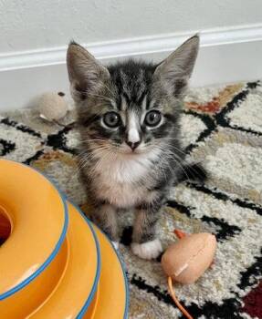 Domestic Short Hair and Tabby Cats Available for Adoption in Fremont, California - REED - Bonded With Ivy | PetCurious