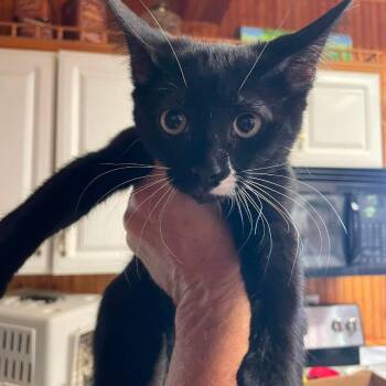 Paul -  Domestic Short Hair Cat for Adoption in Hemet, California - Paul | PetCurious