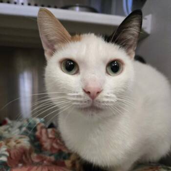 Domestic Short Hair Cats Available for Adoption in Park Falls, Wisconsin - Tinker | PetCurious