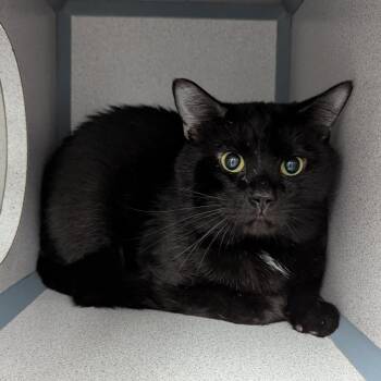 Domestic Short Hair Cats Available for Adoption in Evansville, Indiana - Negan | PetCurious