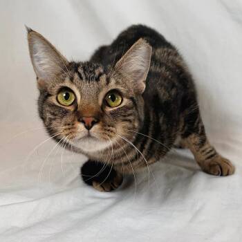 Ruby -  Domestic Short Hair Cat for Adoption in Johnson City, Tennessee - Ruby | PetCurious