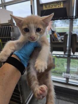 Domestic Short Hair Cats Available for Adoption in San Antonio, Texas - KIT2 | PetCurious