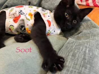 Rescue Domestic Medium Hair Cats for Adoption in Chicopee, Massachusetts - Midnight, Soot And Sparks | PetCurious