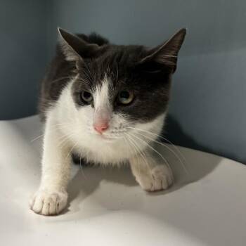 Ginger -  Domestic Short Hair Cat for Adoption in Chattanooga, Tennessee - Ginger | PetCurious