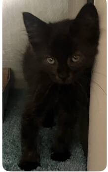 Eclipse -  Domestic Medium Hair Cat for Adoption in Mendham, New Jersey - Eclipse | PetCurious