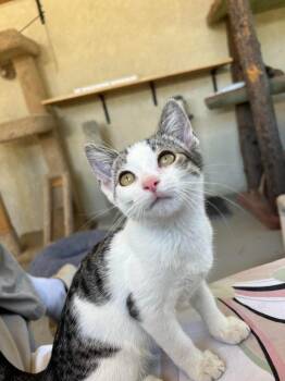 Tulip -  Domestic Short Hair Cat for Adoption in Los Angeles, California - Tulip | PetCurious