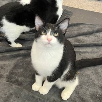 Rescue Domestic Short Hair Cats for Adoption in Wheaton, Illinois - Binx | PetCurious