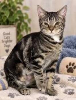 Sahara -  Domestic Short Hair Cat for Adoption in Portsmouth, Ohio - Sahara | PetCurious