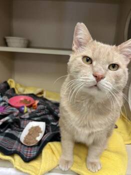 Domestic Short Hair Cats Available for Adoption - Bear | PetCurious