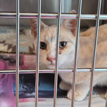 Rescue Domestic Short Hair Cats for Adoption in Chattanooga, Tennessee - String Cheese | PetCurious