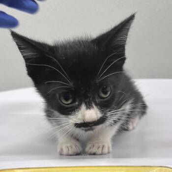 Twinkle -  Domestic Short Hair Cat for Adoption in Tampa, Florida - Twinkle | PetCurious