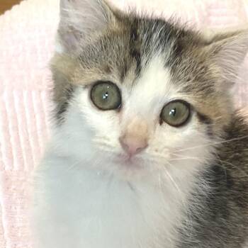 Hippie Crusader -  Domestic Short Hair Cat for Adoption in Fredericksburg, Virginia - Hippie Crusader | PetCurious