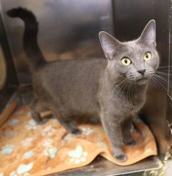 Nickel -  Domestic Short Hair Cat for Adoption in Lambertville, New Jersey - Nickel | PetCurious