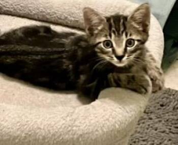 Maverick -  Bengal and Tabby Cat for Adoption in Jacksonville, Florida - Maverick | PetCurious