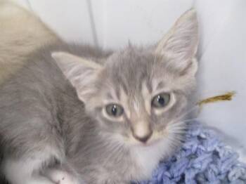 SMITTY -  Domestic Short Hair Cat for Adoption in Ocala, Florida - SMITTY | PetCurious