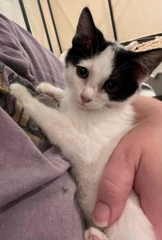 Whitney -  Tuxedo Cat for Adoption in Honeoye, New York - Whitney | PetCurious