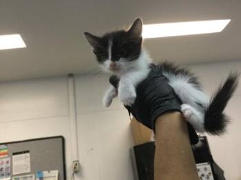 A1935336 -  Domestic Short Hair Cat for Adoption in Thousand Palms, California - A1935336 | PetCurious