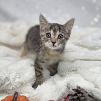 Rescue Domestic Short Hair Cats for Adoption in East St. Louis, Illinois - Twelve-C | PetCurious