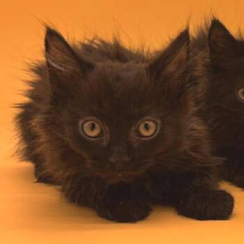 Domestic Medium Hair Cats Available for Adoption in Plainfield, Illinois - Vision | PetCurious