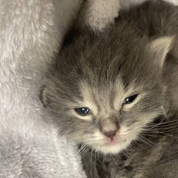 Domestic Short Hair Cats Available for Adoption in Keizer, Oregon - Fidelma | PetCurious