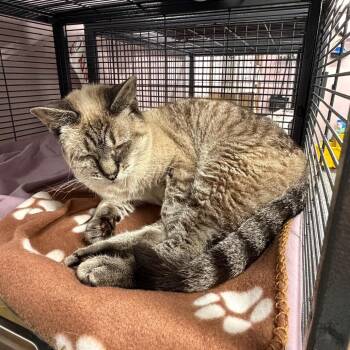 Sunoco -  Siamese and Domestic Short Hair Cat for Adoption in Binghamton, New York - Sunoco | PetCurious