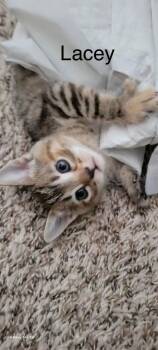 Lacey -  Domestic Short Hair Cat for Adoption in The Woodlands, Texas - Lacey | PetCurious
