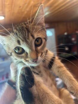 Rescue Domestic Short Hair Cats for Adoption in Cumming, Georgia - Tarzan | PetCurious