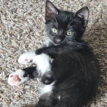 Luxor -  Domestic Short Hair Cat for Adoption in Buffalo, Minnesota - Luxor | PetCurious