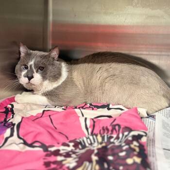 Riddler -  Domestic Short Hair Cat for Adoption in Pauls Valley, Oklahoma - Riddler | PetCurious