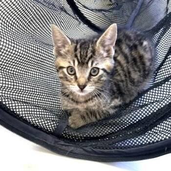 Scout -  Domestic Short Hair and Tabby Cat for Adoption in Long Beach, Washington - Scout | PetCurious