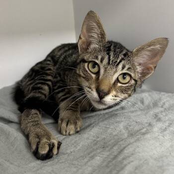 Jasper -  Domestic Short Hair Cat for Adoption in Jupiter, Florida - Jasper | PetCurious