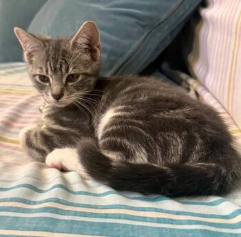 Ruby ( sweet, lovable and affectionate kitten) -  Domestic Short Hair Cat for Adoption - Ruby ( Sweet, Lovable And Affectionate Kitten) | PetCurious
