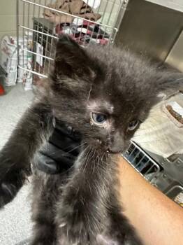 Domestic Medium Hair and Domestic Short Hair Cats Available for Adoption in Pasadena, Texas - A185404 | PetCurious