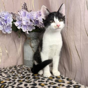 Toffee -  Domestic Short Hair Cat for Adoption in Hattiesburg, Mississippi - Toffee | PetCurious