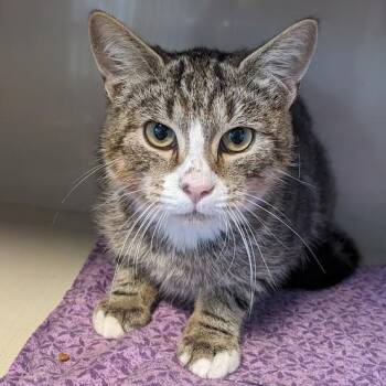 Rescue Tabby and Domestic Short Hair Cats for Adoption in Shippenville, Pennsylvania - Ziegler Aka "Ziggy" | PetCurious