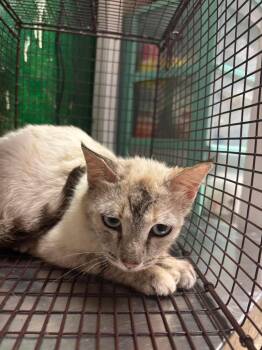 Blue Oak (Lone Oak Mom) -  Siamese Cat Available for Adoption in New Braunfels, Texas - Blue Oak (Lone Oak Mom) | PetCurious