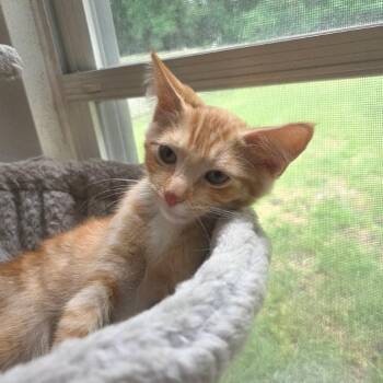 Marmalade -  Domestic Short Hair Cat for Adoption in Newport News, Virginia - Marmalade | PetCurious