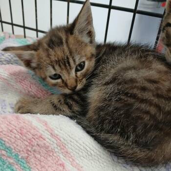 Eleanor -  Domestic Short Hair Cat Available for Adoption in Clarksdale, Mississippi - Eleanor | PetCurious