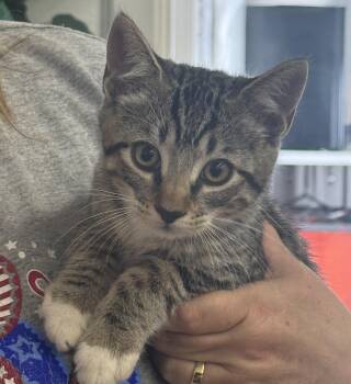 Rescue Domestic Short Hair Cats for Adoption in Sonora, California - Rufus | PetCurious