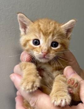 Praline -  Domestic Short Hair Cat for Adoption in Vienna, Ontario - Praline | PetCurious
