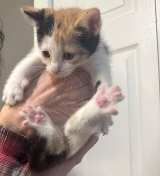 Calico and Domestic Short Hair Cats Available for Adoption in Ringwood, New Jersey - Rosetta | PetCurious