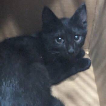 Cooper -  Domestic Short Hair Cat for Adoption in Philadelphia, Pennsylvania - Cooper | PetCurious