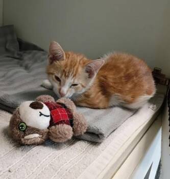Cheesecake -  Domestic Short Hair Cat for Adoption in Palm Coast, Florida - Cheesecake | PetCurious
